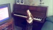 نوازندگی اقای سگ همراه خوانندگی