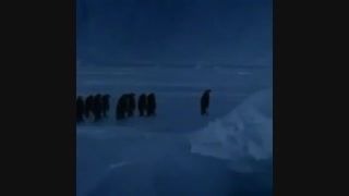لحظه دیدنى زمین خوردن پنگوئن