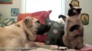 گربه های زورگو vs سگ های آرام