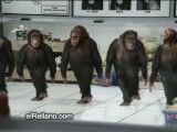 رقص فوق العاده خنده دار میمونها!