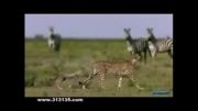 حمله گورخر به یوزپلنگ