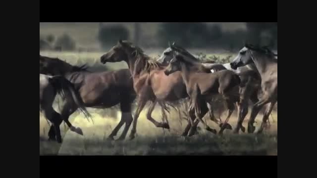 پرش با اسب عرب سفید در مسابقات پرش با اسب