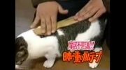 آزمایش/زدن چسب روی گربه/