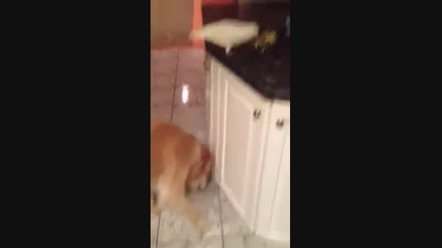 غذا دادن طوطی به سگ