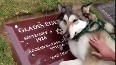 گریه ی یک سگ روی قبر صاحبش