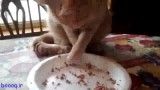 با دست غذا خوردن گربه!