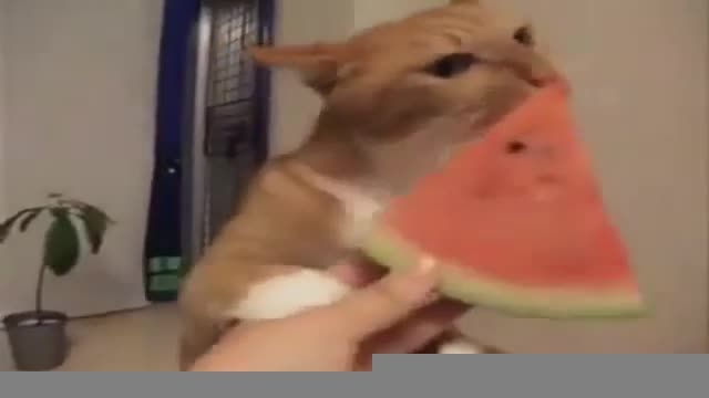هندوانه خوردن گربه