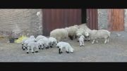 شاخ جنگ گوسفندان روستای گستج
