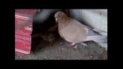 این کبوتر وقتی تخم هاش باز شدند فهمید بچه هاش جوجه مرغ هستند