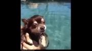 آموزش شنا بچه سگ