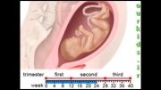 بارداری از لحطه اول تا پایان هفته 40 www.ourkids.ir