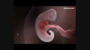 مشاهده مراحل کامل رشد جنین