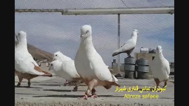 کبوتران  عباس قناری