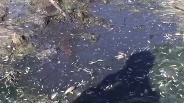 مرگ هزاران ماهی در زاینده رود بدلیل قطع شدن جریان آب 1