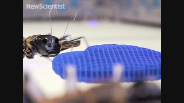 تولید روبات مورچه  ای به دست دانشمندان آلمانی