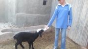 feeding lamb with bottle!!!
