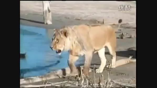 شکار کروکودیل توسط دو شیر نر جوان
