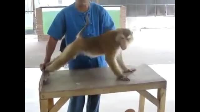 این میمون بسیار خنده دار بدنسازی کرده میکند
