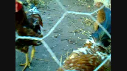 مرغ هایم