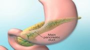 Dual Roles of Pancreas