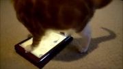 دعوای گربه با بازی کامپیوتری