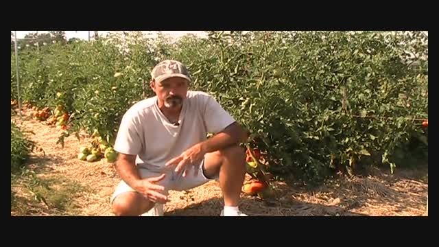 Impressive Big Beef Tomatoes, Gardening,