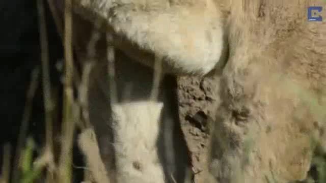 بیرون کشیدن گراز از لانه توسط شیر