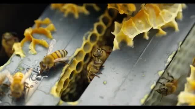 تصاویر بی نظیر از زنبور عسل !!
