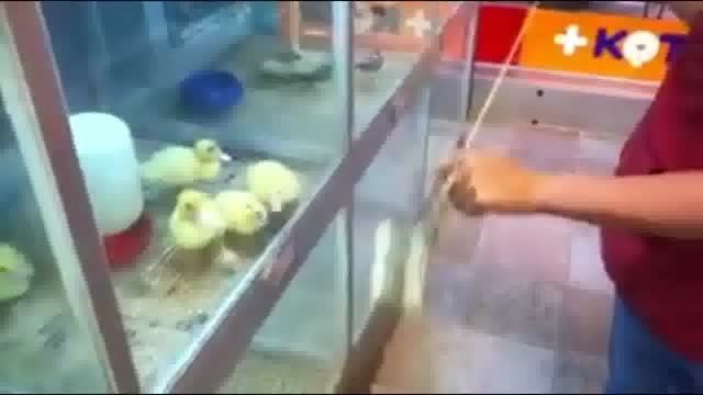 سرکار گذاشتن جوجه اردک ها با یویو