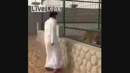 عرب و ترس از شیر