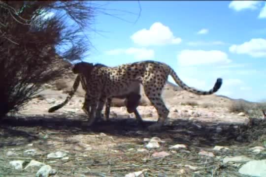 یوزپلنگ ایرانی-Iranian Cheetah