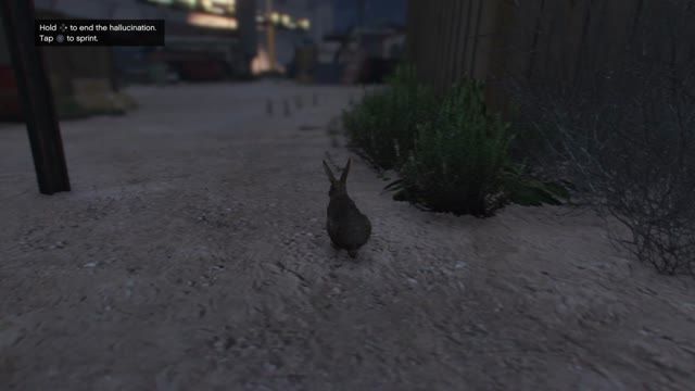 تبدیل شدن به خرگوش در GTA V در PS4 خودم.