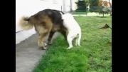 سگ قفقازی و سگ آرژانتینی