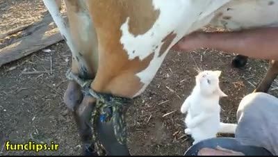 کلیپ بامزه شیر خوردن گربه از گاو