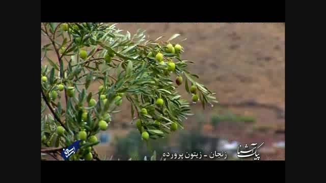 پیک آشنا (زنجان - زیتون پرورده)