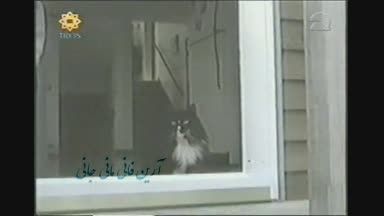 گربه و در