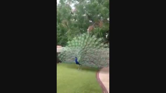 طاووس زیبا 2