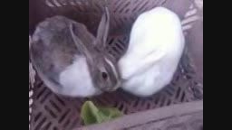 خرگوش های ناز