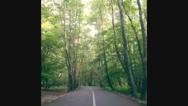 ایزدشهر - جاده جنگلی