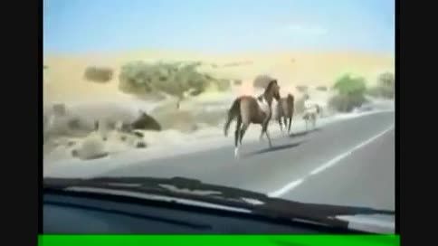 مسافرت خانوادگی اسب ها در جاده