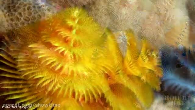 10 از موجودات دریایی شگفت انگیز