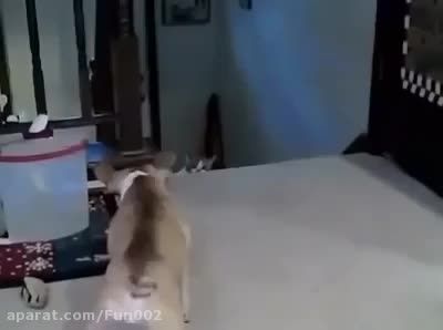 ترسیدن گربه از سگ