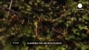 ستونهای سبز گیاهی عاملی برای پاکسازی هوای آلوده