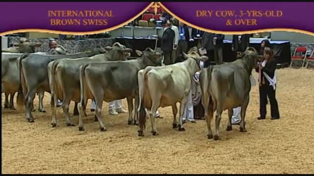 International Brown Swiss Show 2010 , Dry cows
