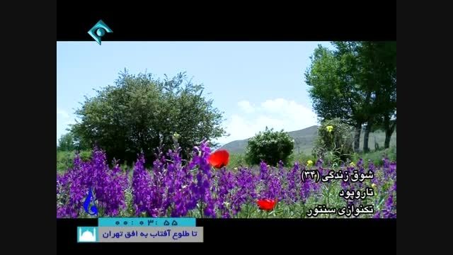 طبیعت گره خورده در فرش ایرانی
