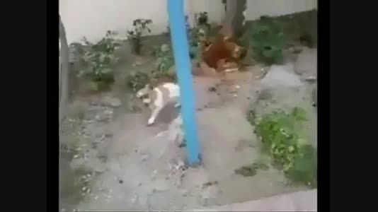 حمله مرغ به سگ