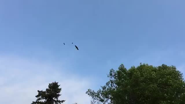 حمله کلاغ ها به عقاب