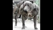 بزرگ ترین سگ های دنیا