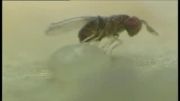 پارازیت کردن تخم حشرات توسط تریکوگراما