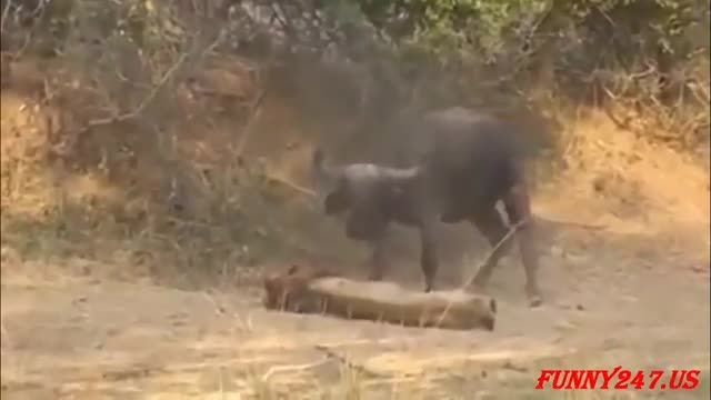 حمله مرگبار بوفالو به شیر
